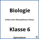 Aufbau Einer Blütenpflanze 6 Klasse